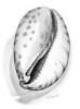 Muschel